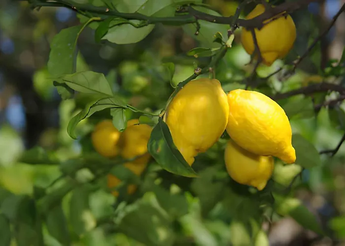 1 Апартаменты